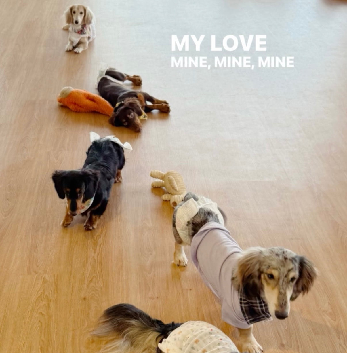 [Soft Opening RM28/pax]  🐾Dachshund Pet Cafe Mount Austin