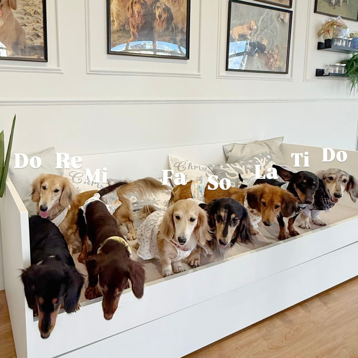 [Soft Opening RM28/pax]  🐾Dachshund Pet Cafe Mount Austin