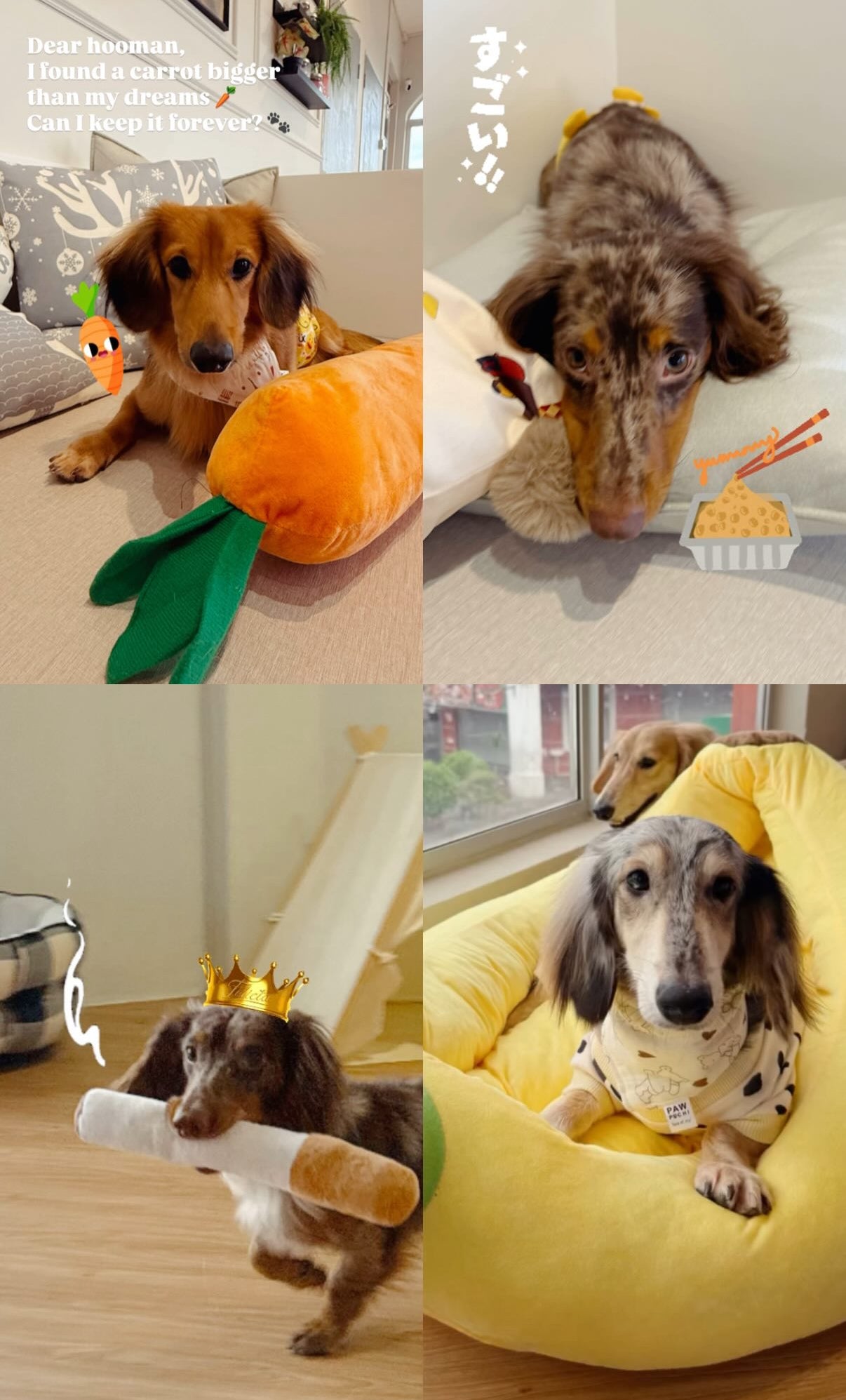 [Weekday RM28/pax]  🐾Dachshund Dog Cafe Mount Austin